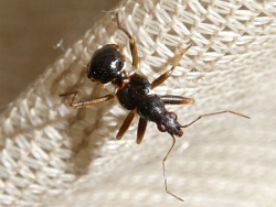 Himacerus mirmicoides